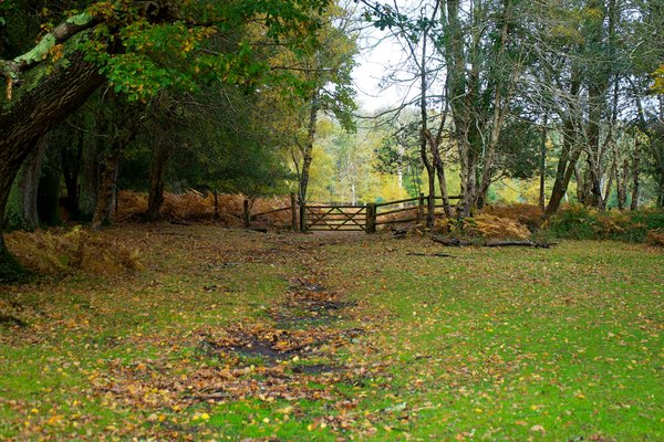 What are the best practices for exploring the ancient woodlands of the New Forest?